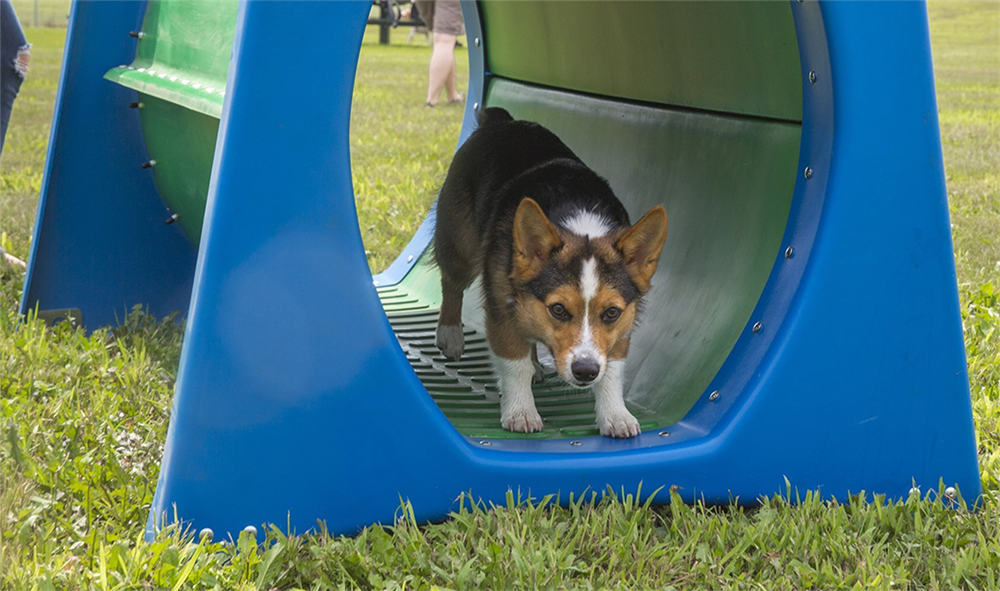 Dog Tunnel for Dog Parks 